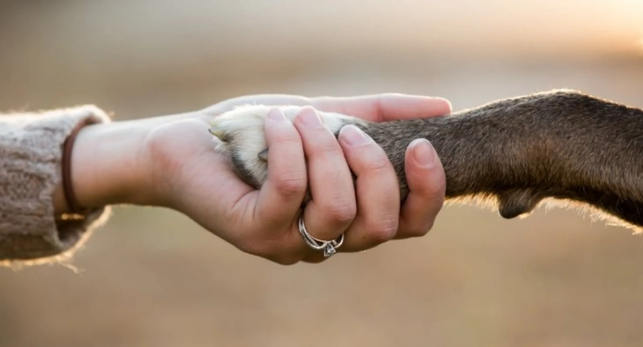 Woman Holding onto a Dog's Paw